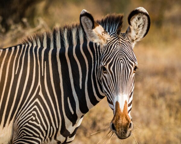 Große Kenia Safari (inkl. Fluganreise)