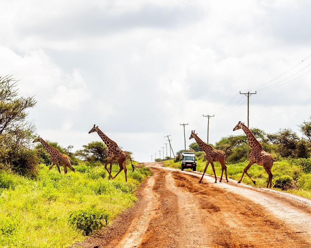 Nairobi, Safari "Amboseli Nationalpark" & Baden auf der Insel Lamu und Bamburi Hintergrundbild