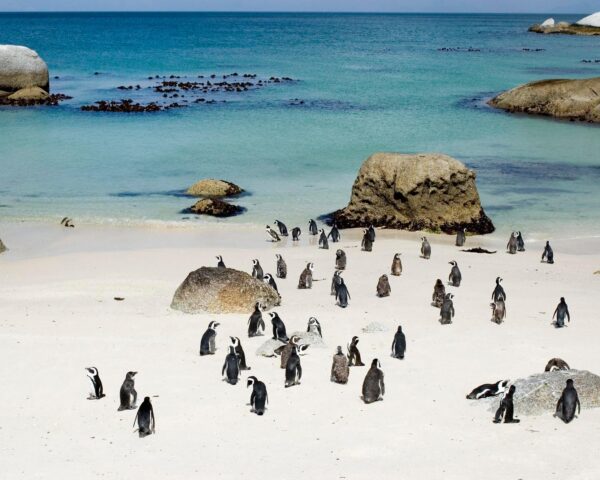 Reiseangebote Boulders Beach