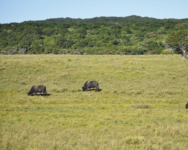 Reiseangebote iSimangaliso Feuchtgebiet Park