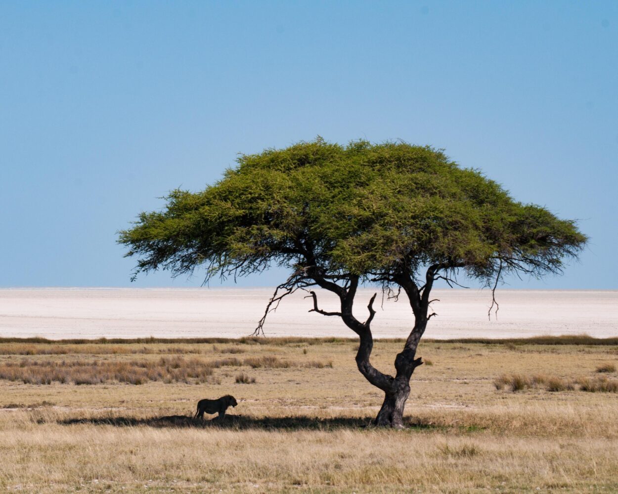 Safari "3 Tage Etosha Nationalpark" (ab/bis Windhoek) Hintergrundbild