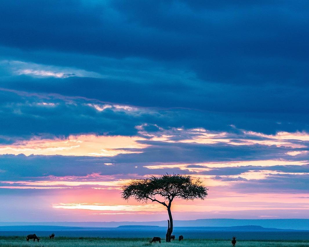 Safari "Masai Mara Nationalpark" Hintergrundbild