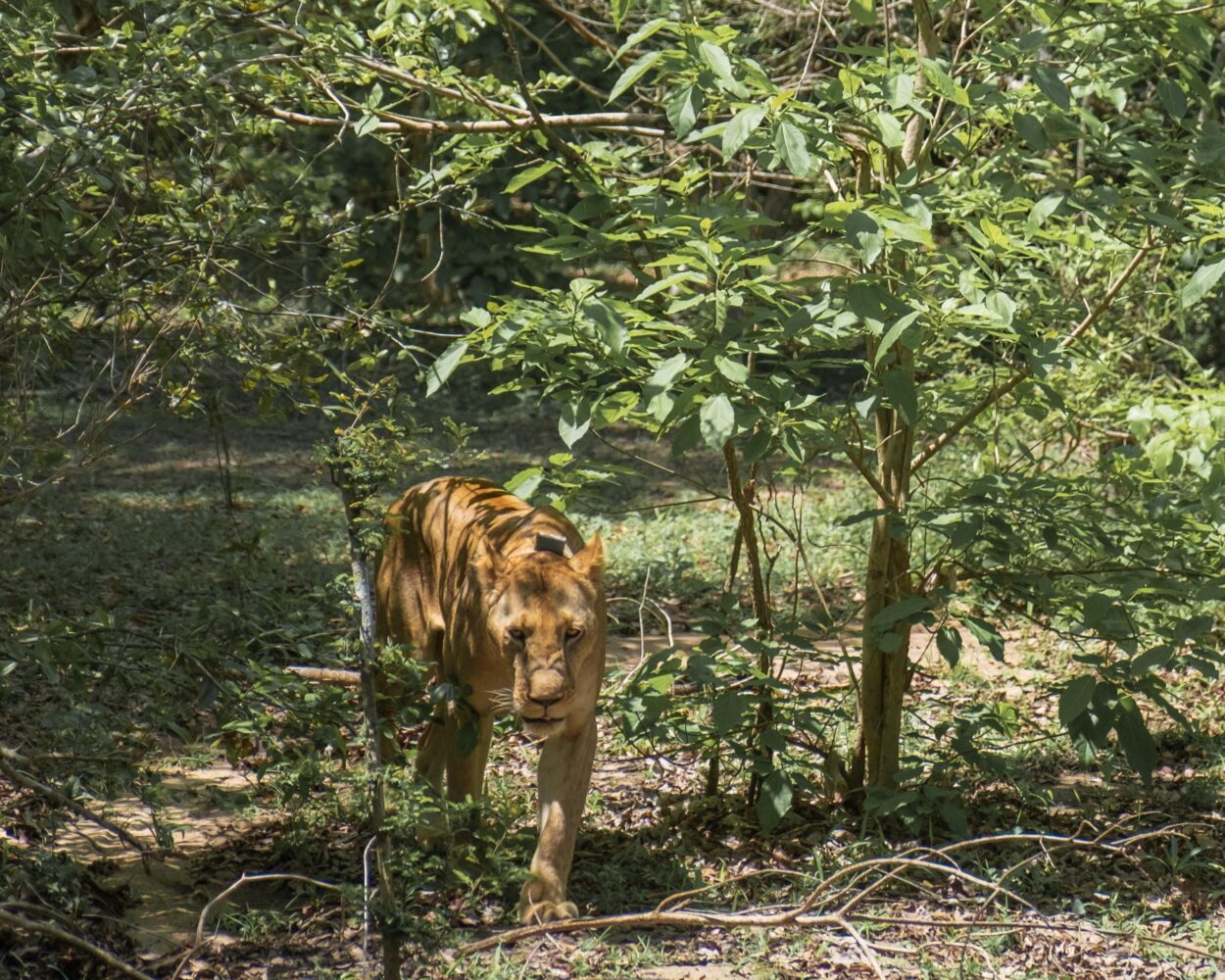 Safari "Selous Wildreservat" (2 Tage ab/bis Sansibar) Hintergrundbild Safari "Selous Wildreservat" (2 Tage ab/bis Sansibar) Hintergrundbild