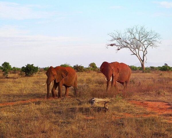 Savanne & Regenwald Safari