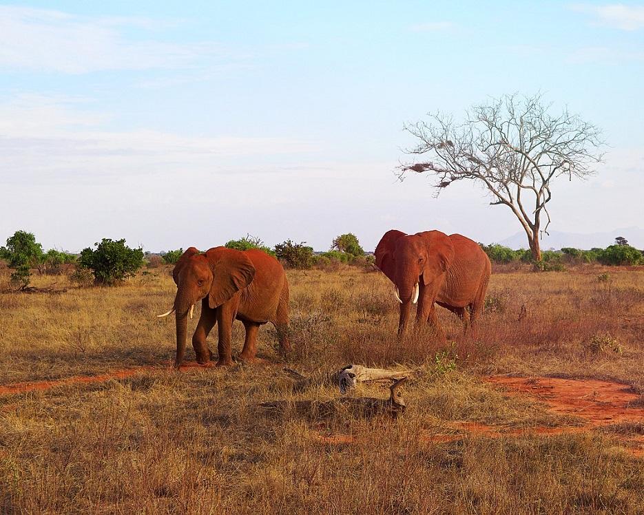 Safari "Savanne & Regenwald" Hintergrundbild