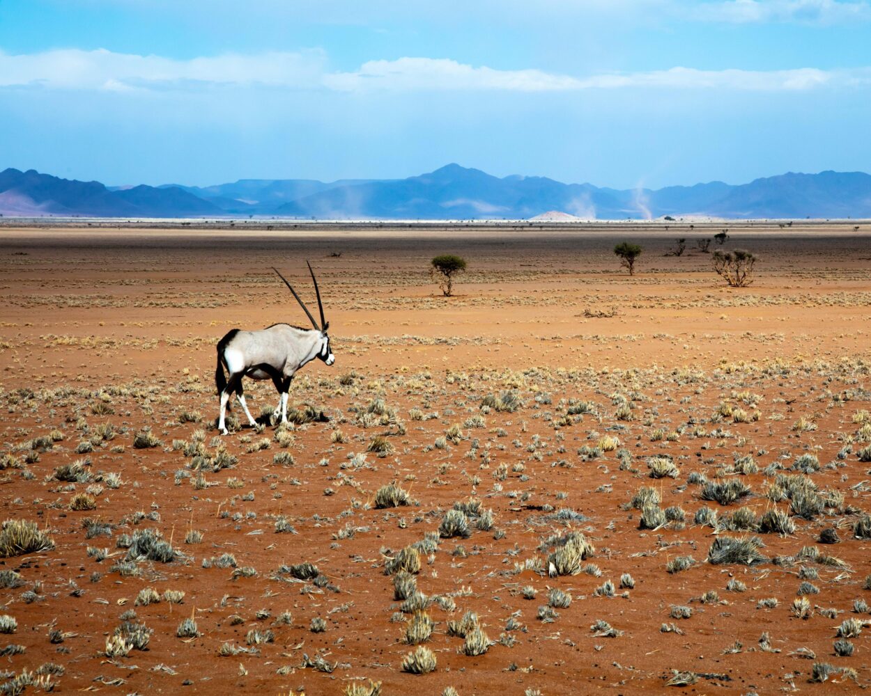 Windhoek, Safari "Etosha Nationalpark" und Safari "Sossusvlei" & Erholung Swakopmund Hintergrundbild