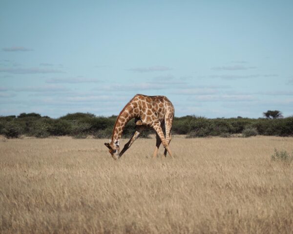 Camping Safari "16 Tage Botswana mit Viktoriafälle" (inkl. Flüge)