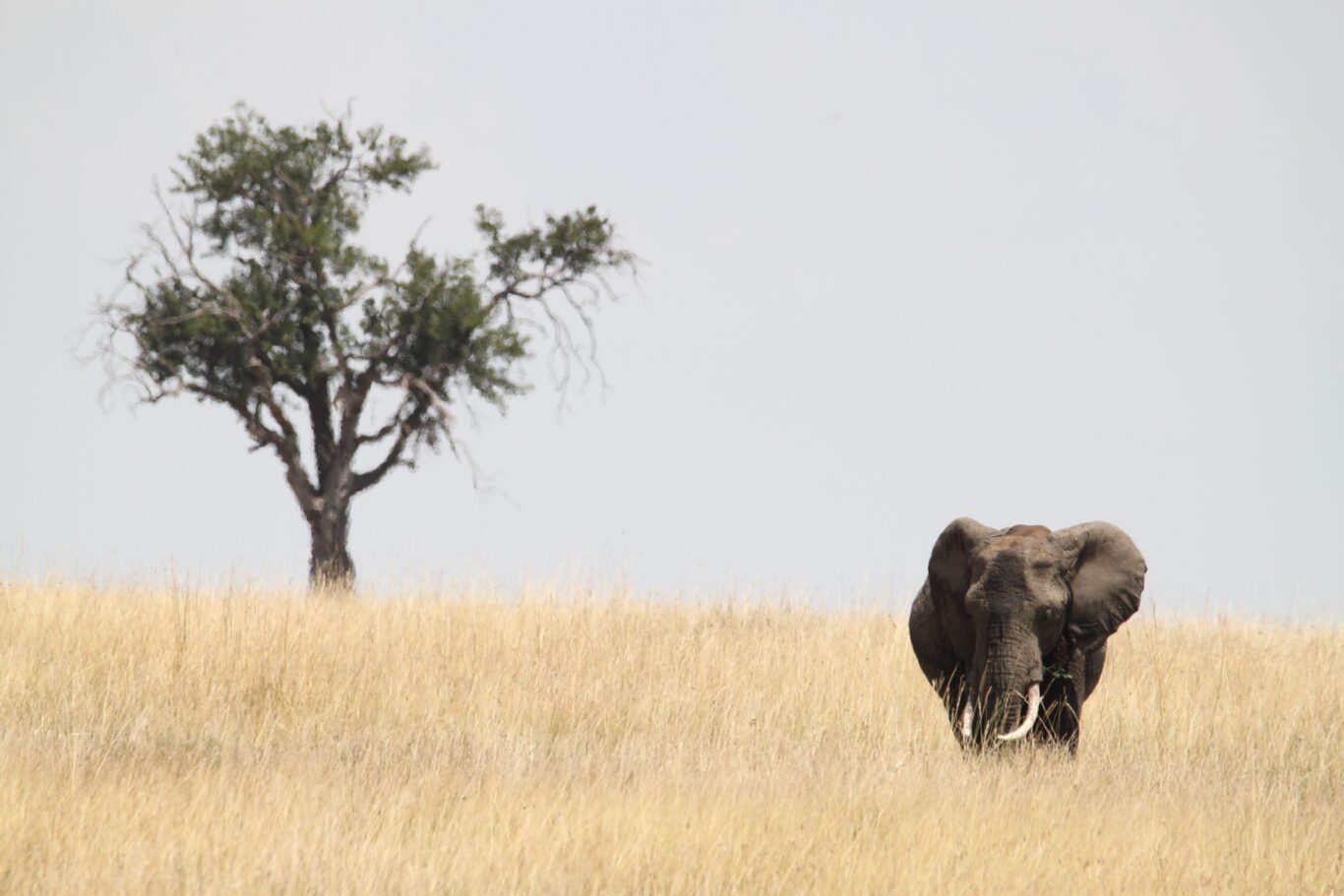 Massai-Dorf und Heißluftballonfahrt in der Serengeti & Baden Sansibar Hintergrundbild