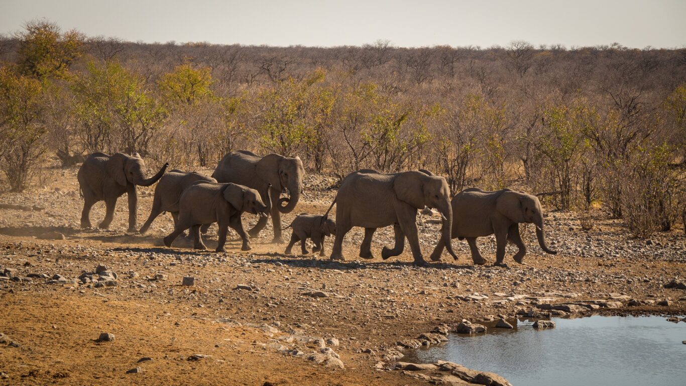 Etosha National Park