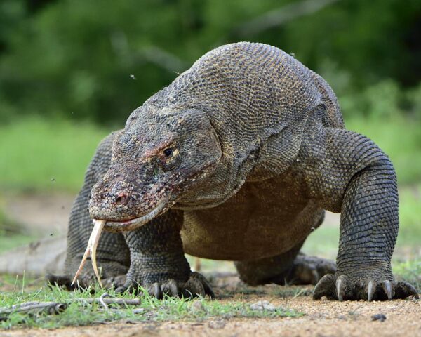 Nusa Dua, Komodo Nationalpark & Baden auf Nusa Penida