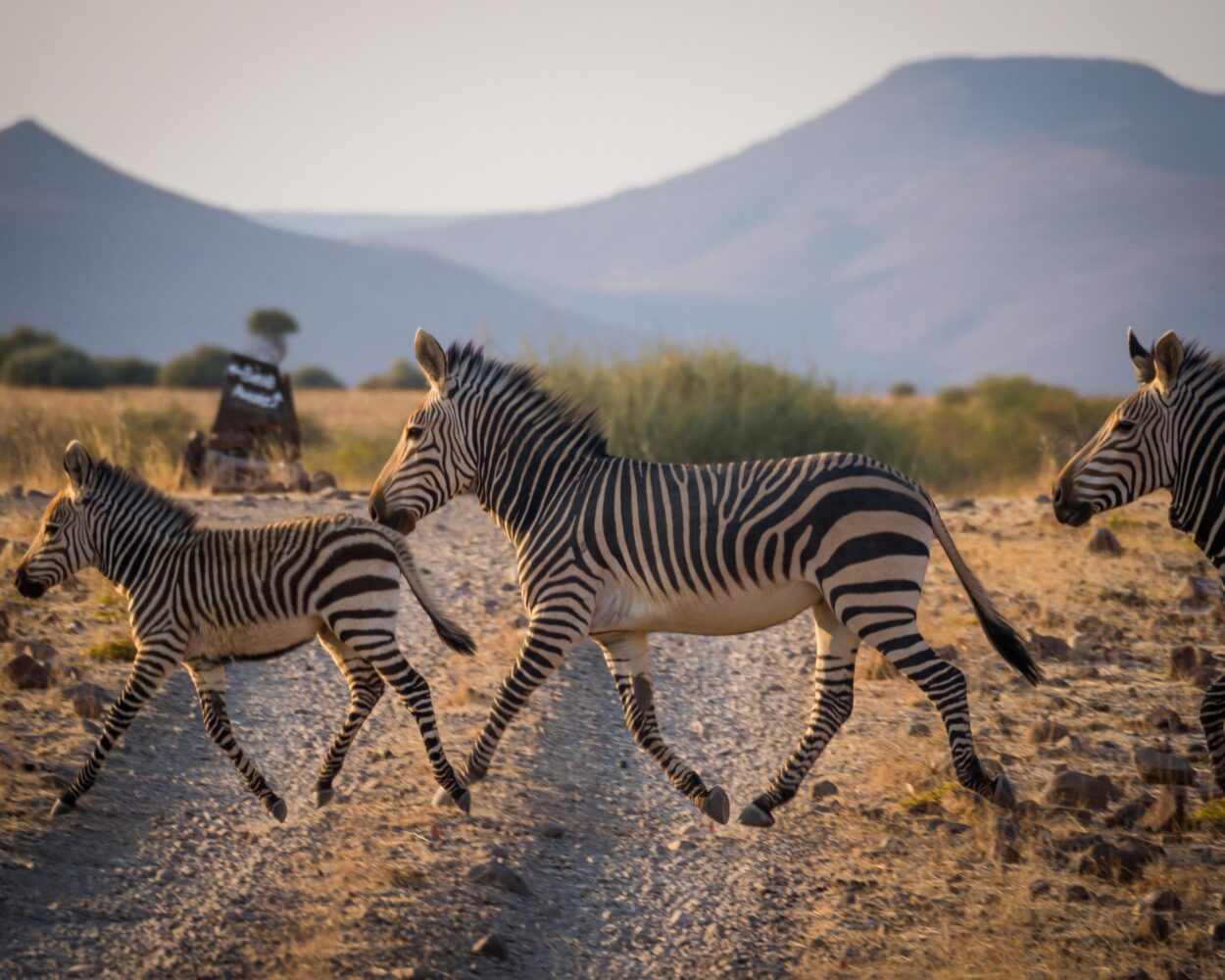 Damaraland