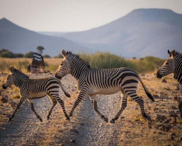 Reiseangebote Damaraland