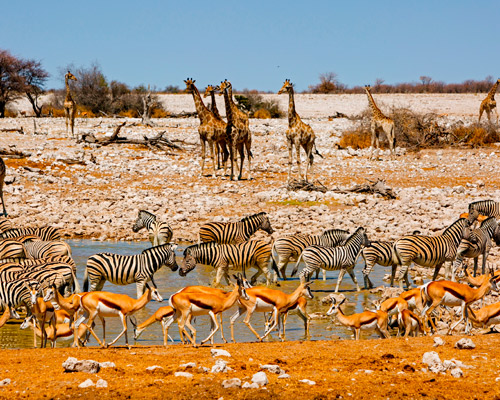 Reiseangebote Etosha National Park