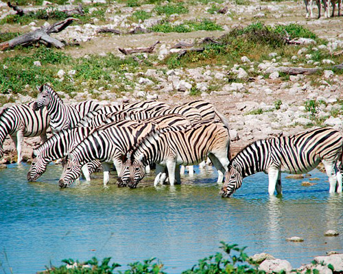 Reiseangebote Etosha National Park