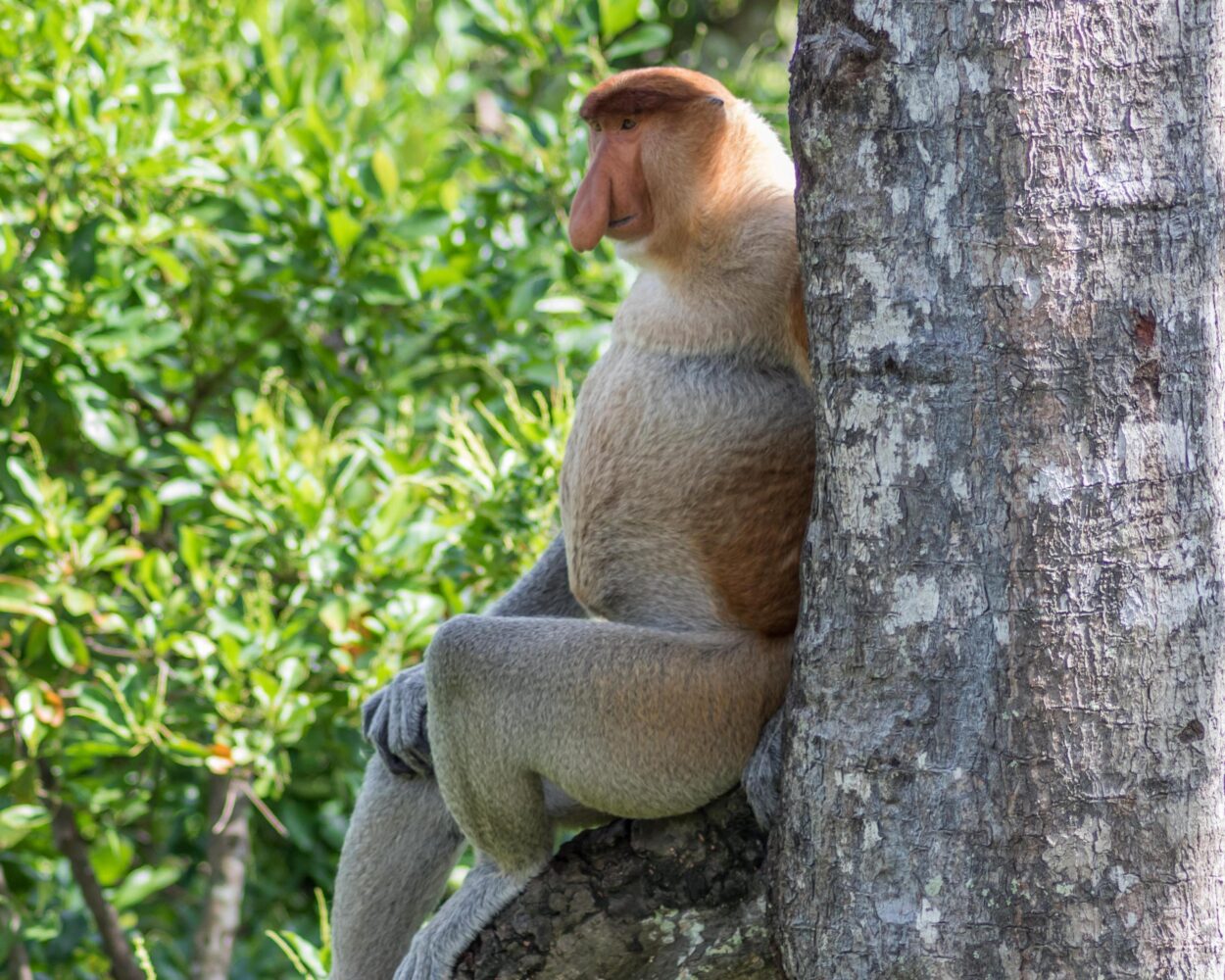 Safari "Borneo Explorer" Hintergrundbild