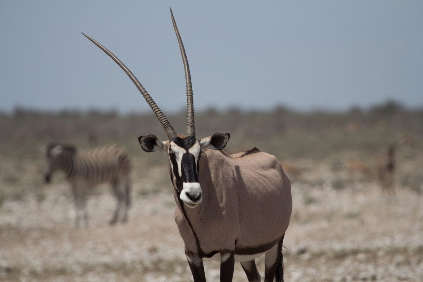 Sir Bani Yas Island