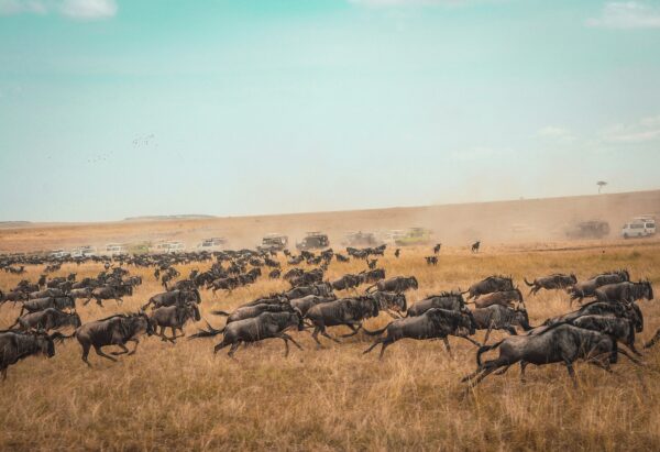 Stopover Istanbul, Safari "Masai Mara, Aberdare & Naivasha"