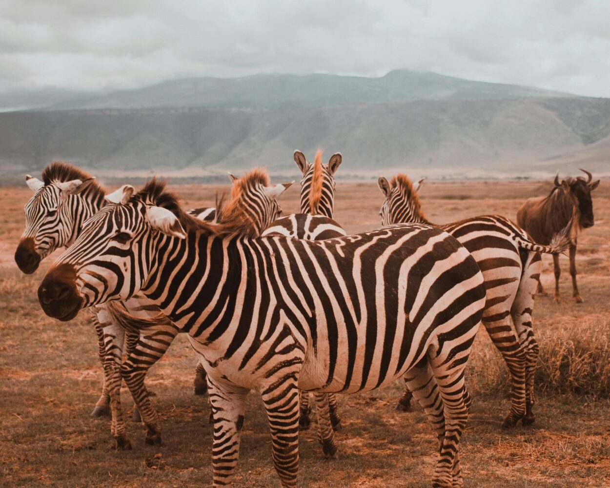 Safari "Tarangire Nationalpark & Ngorongoro" (ab/bis Sansibar) Hintergrundbild