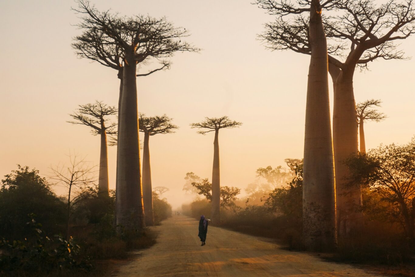 Inseltraum Mauritius & Lemuren auf Madagaskar Hintergrundbild