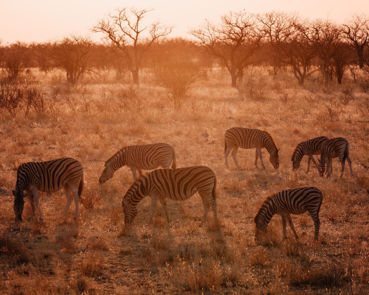 Camping Safari durch Namibia & Stopover Johannesburg & 1 Woche Sansibar Hintergrundbild