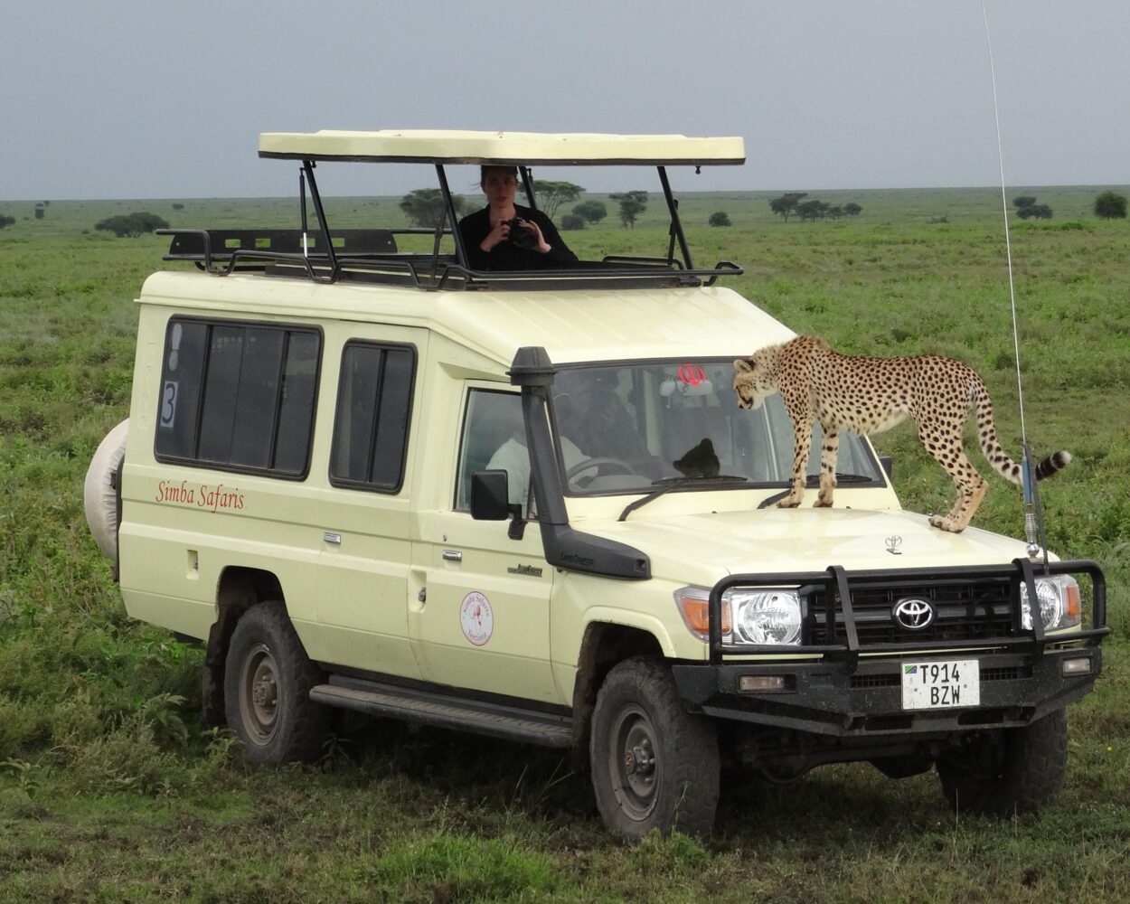 Safari in der Serengeti & Baden in Kenia Hintergrundbild