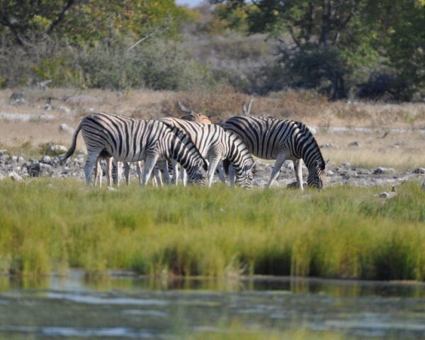 Windhoek & Safari "Etosha-Nationalpark bis Viktoriafälle"