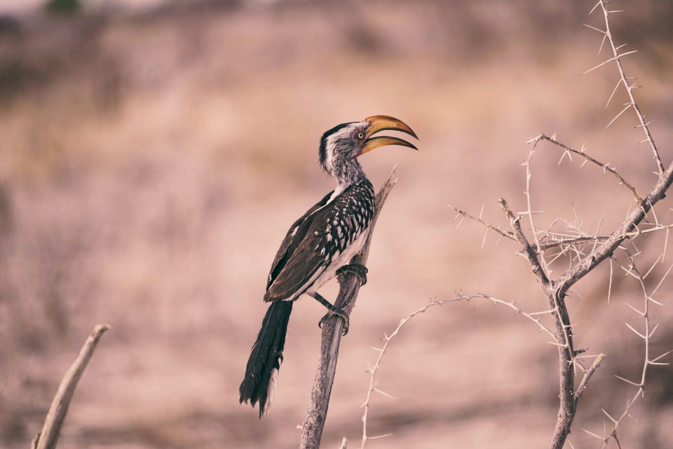 Mietwagenrundreise "Etosha & Waterberg Nationalpark" Hintergrundbild