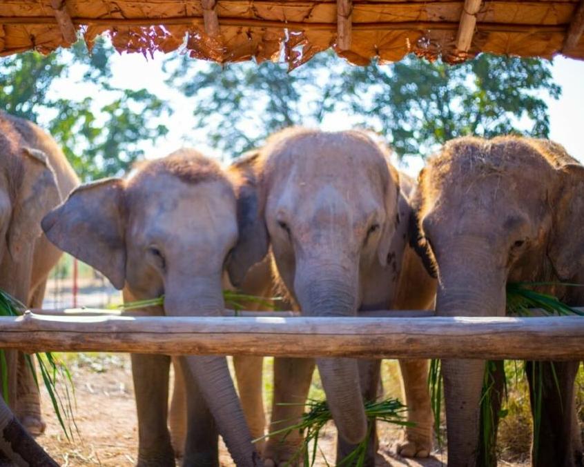 Kurztour "Elephant Bush Camp" Hintergrundbild