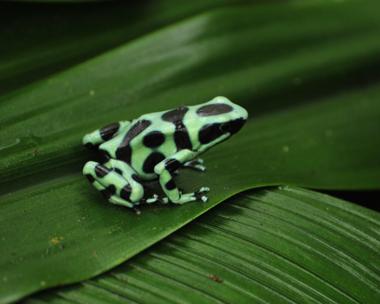 Kurztour "Tortuguero Mawamba Lodge", La Fortuna & Cahuita Hintergrundbild