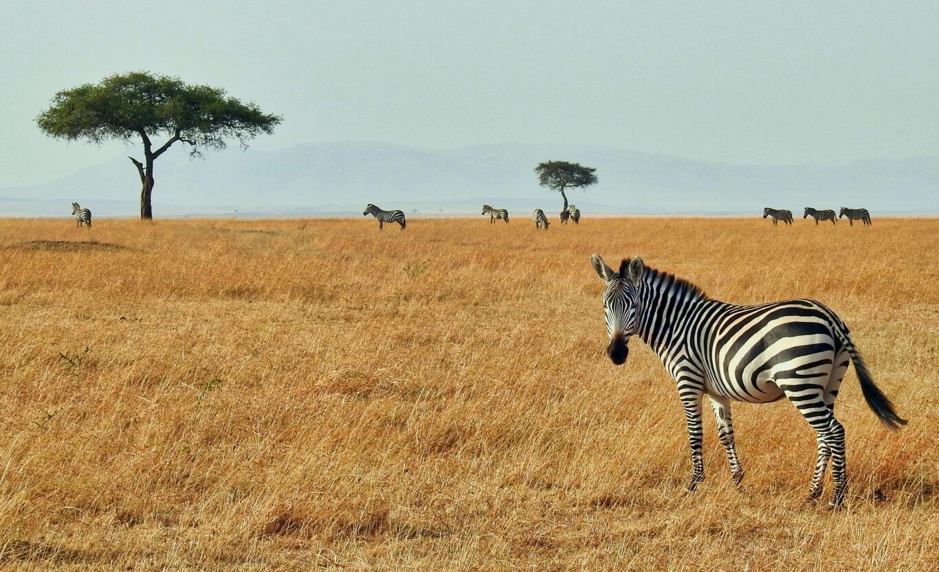 Safari "Selous Wildreservat" (3 Tage ab/bis Sansibar) Hintergrundbild