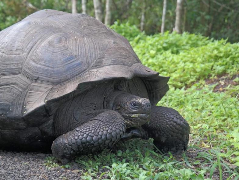 Rundreisen-Kombination "Durch die Anden von Ecuador & Galapagos Island Hopping" (inkl. Fluganreise) Hintergrundbild