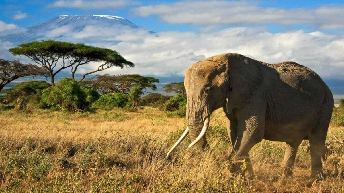 Safari "4 Tage Safari mit Amboseli & Tsavo Nationalpark" Hintergrundbild