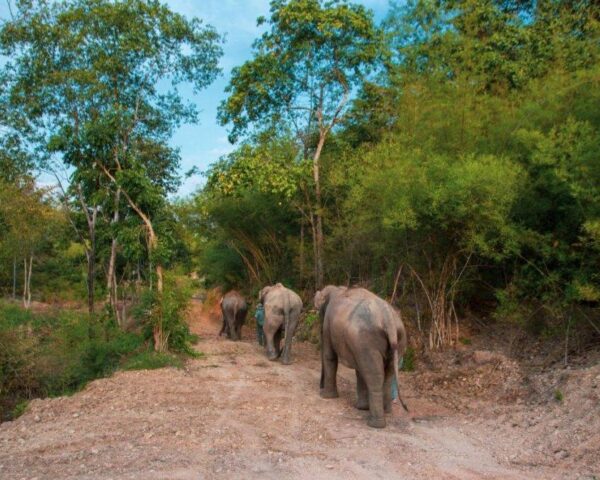 Thailand: Elefanten Bush Camp, Cities & Beachhopping