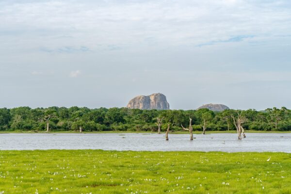 Yala National Park