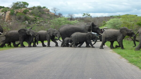 Selbstfahrer-Rundreise "Kruger Safari"