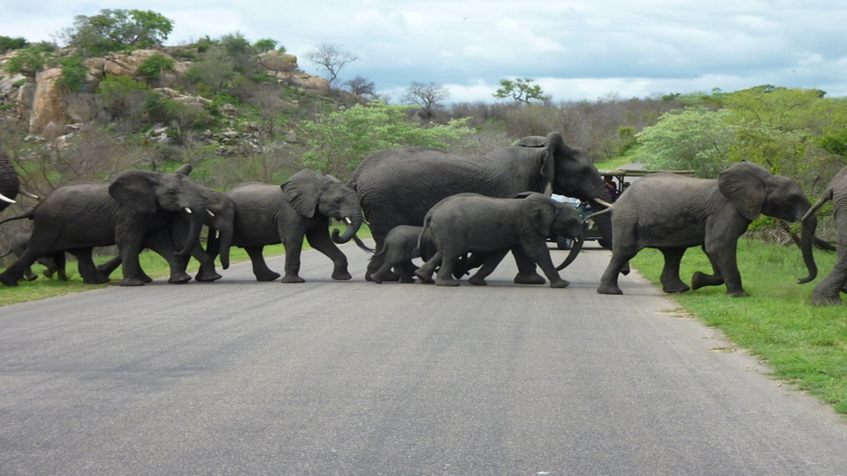 Selbstfahrer-Rundreise "Kruger Safari" Hintergrundbild