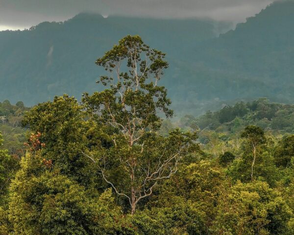Rundreisen-Kombi "Borneos Geheimnisse" + "Mulu Nationalpark" & Baden Sabah