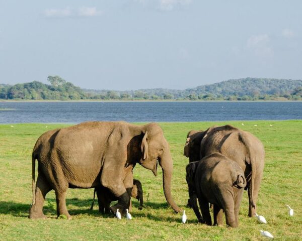 Bild für das Angebot: Tempel und Safari im Kulturdreieck & Baden in Trincomalee