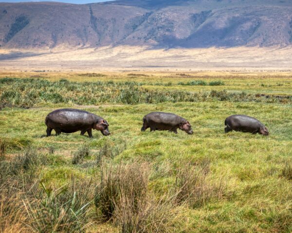 Safari "Ngorongoro und Serengeti" & All Inclusive Riu Palace Sansibar