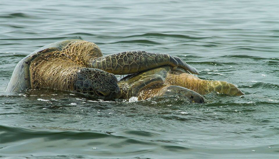 Tortuguero Tortuguero