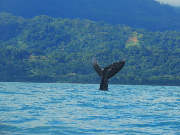 Dominical