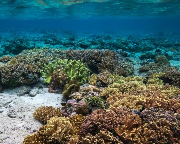 Kultur in Ubud, Strände in Süd Bali & Privatrundreise "Nordsulawesi & Bunaken Inseln"
