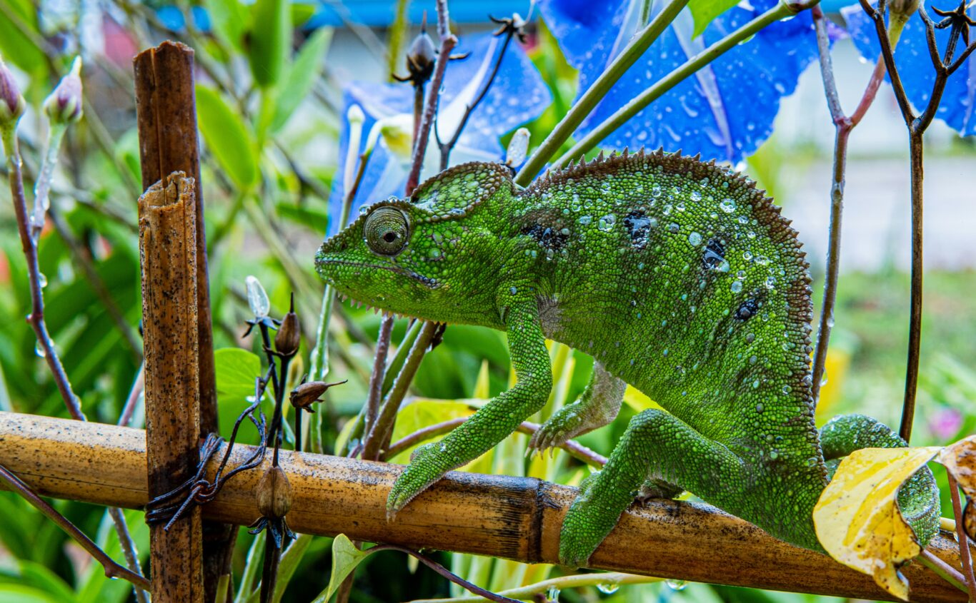 Madagaskar mit Antananarivo & Baden auf der Insel Nose By Hintergrundbild Madagaskar mit Antananarivo & Baden auf der Insel Nose By Hintergrundbild