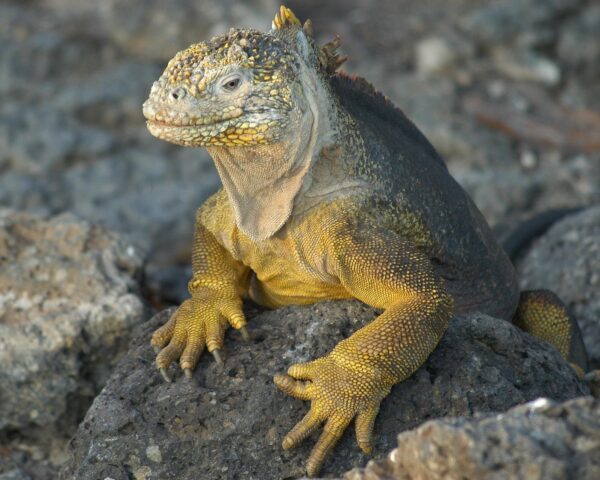 Bild für das Angebot: Ecuadors Festland mit dem Mietwagen, Rundreise "Naturparadies Galapagos" & Guayaquil