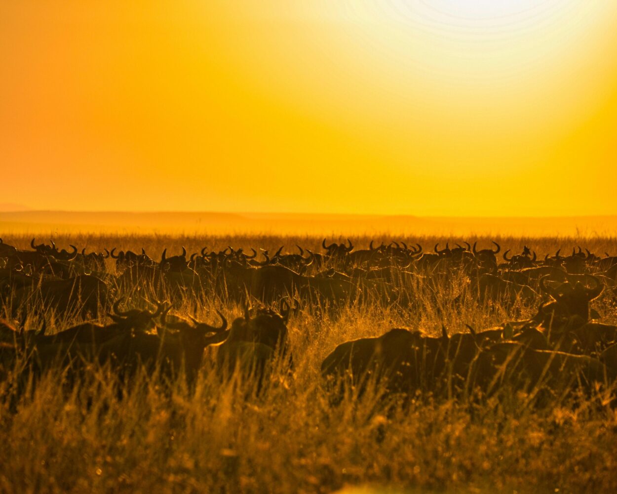Nairobi, Safari "Masai Mara Nationalpark" & Baden Mauritius Hintergrundbild Nairobi, Safari "Masai Mara Nationalpark" & Baden Mauritius Hintergrundbild