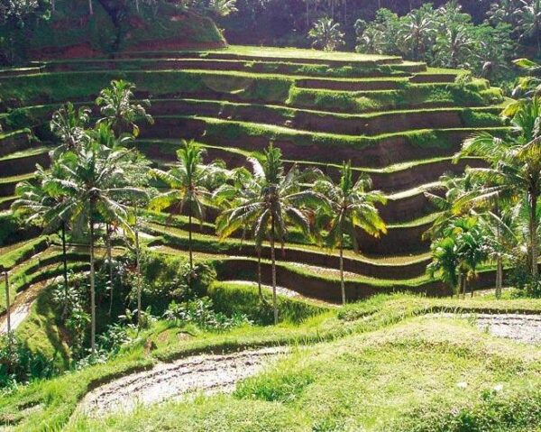 Bild für das Angebot: Private Kurztour "Faszinierendes Bali" & Baden in Südbali
