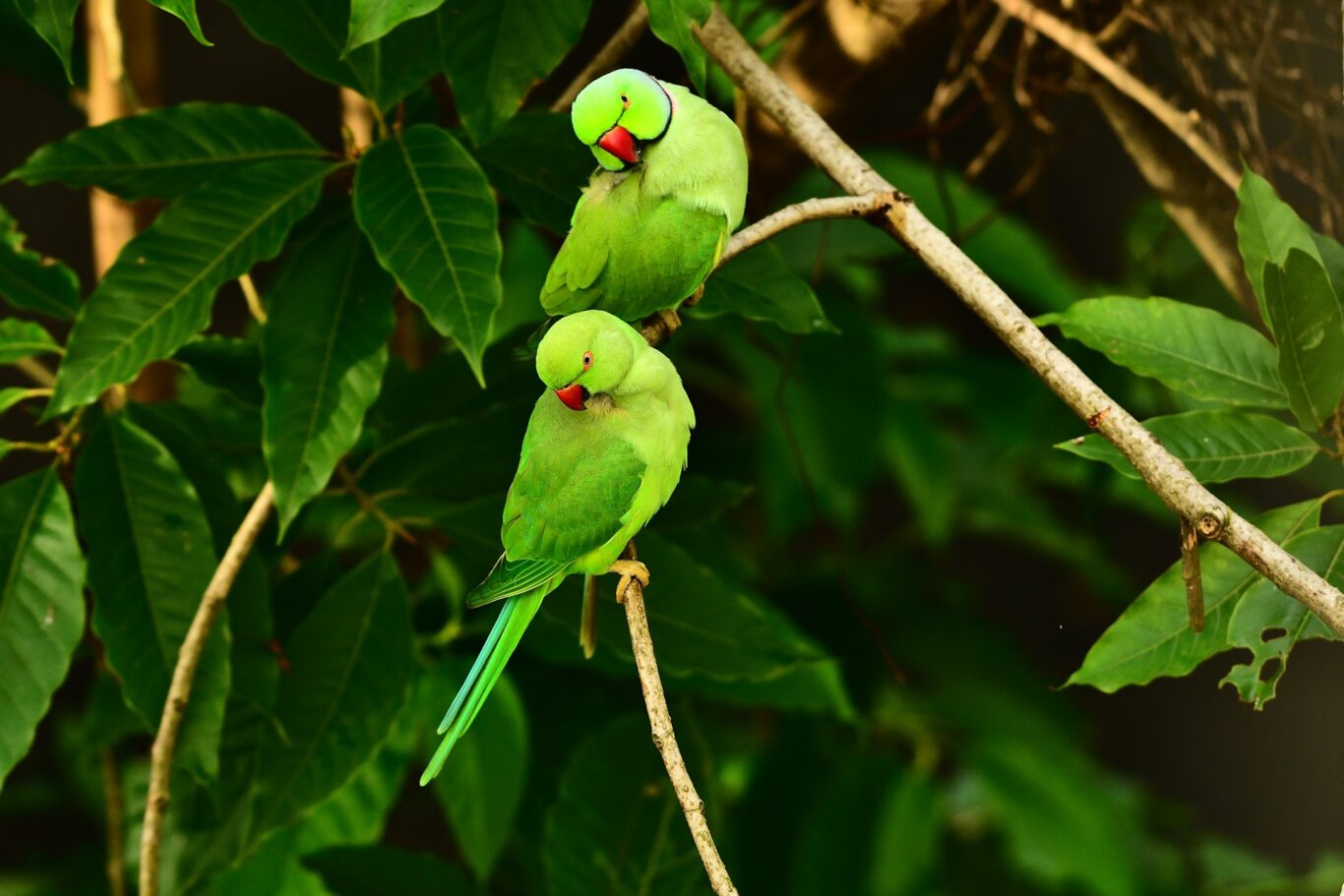 Guapiles Guapiles