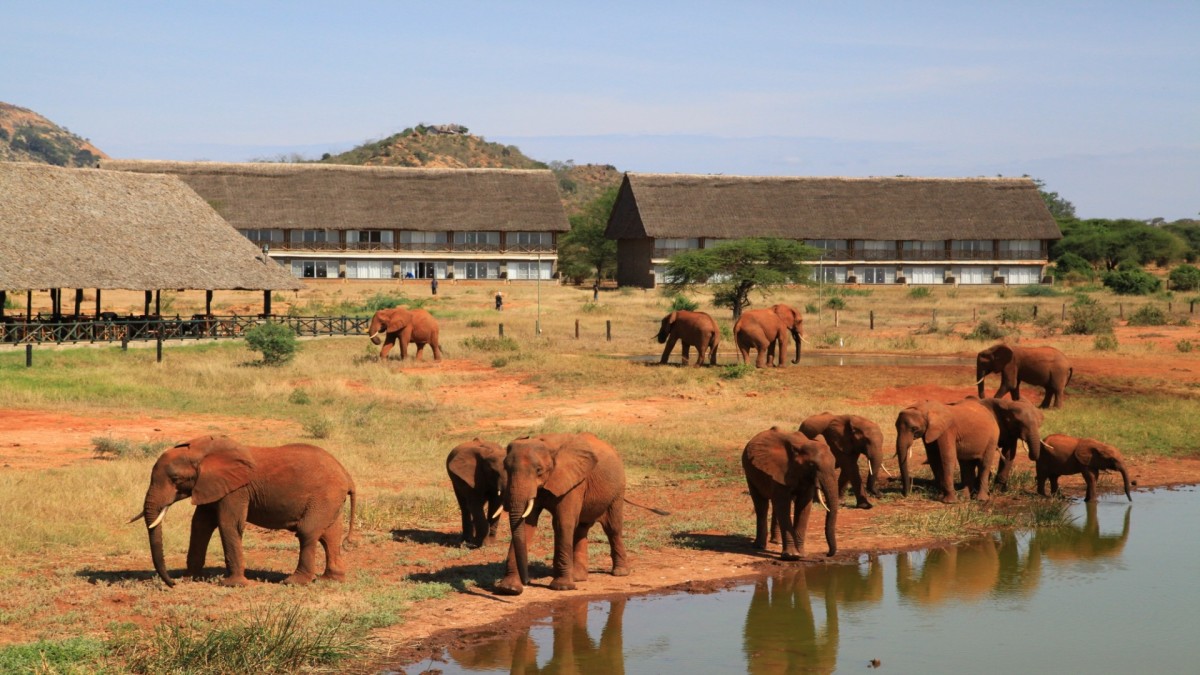 Badeurlaub Kenia & 2 Tage Safari im Tsavo Nationalpark Hintergrundbild Badeurlaub Kenia & 2 Tage Safari im Tsavo Nationalpark Hintergrundbild
