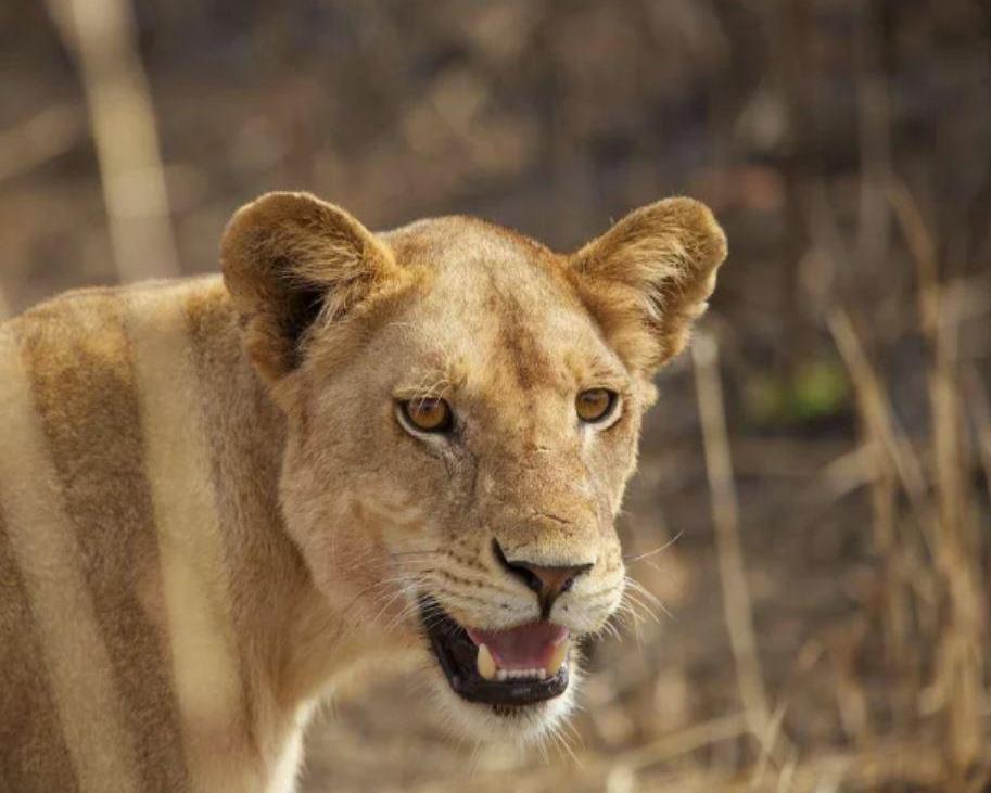 Dar es Salaam, 4 Tage Safari im Ruaha Nationalpark & Sansibar Hintergrundbild Dar es Salaam, 4 Tage Safari im Ruaha Nationalpark & Sansibar Hintergrundbild