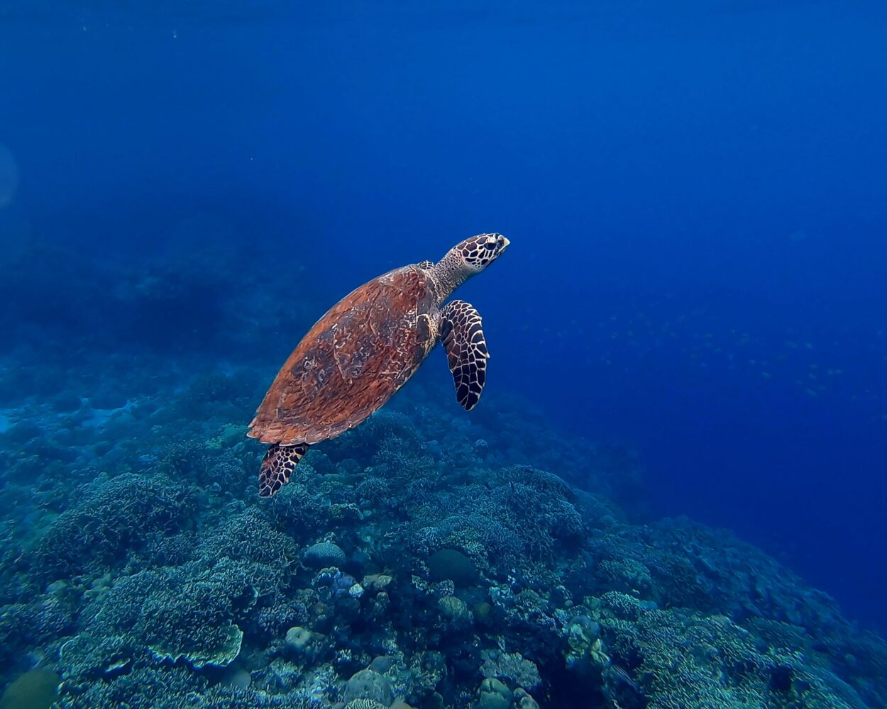 Tauchen auf La Reunion inkl. Mietwagen Hintergrundbild Tauchen auf La Reunion inkl. Mietwagen Hintergrundbild